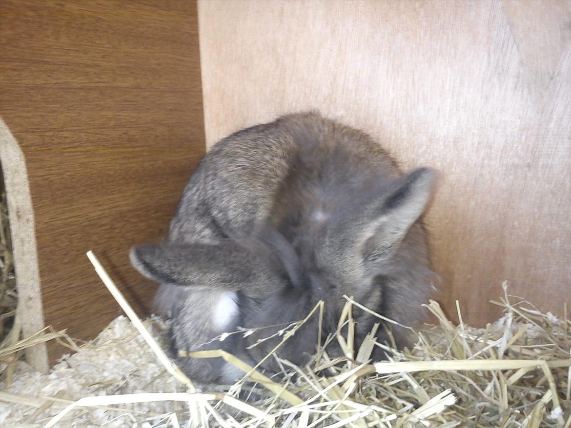 Kanin Ninus billede 12