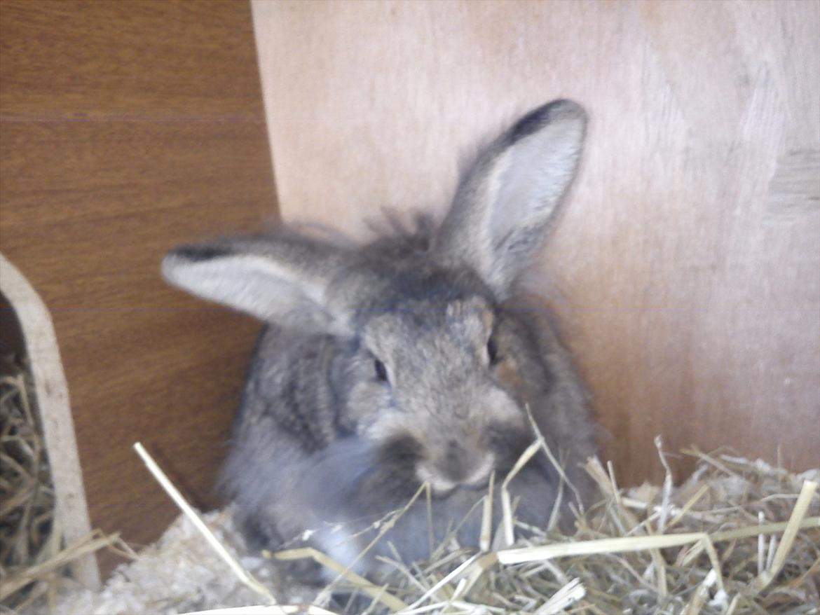 Kanin Ninus billede 13