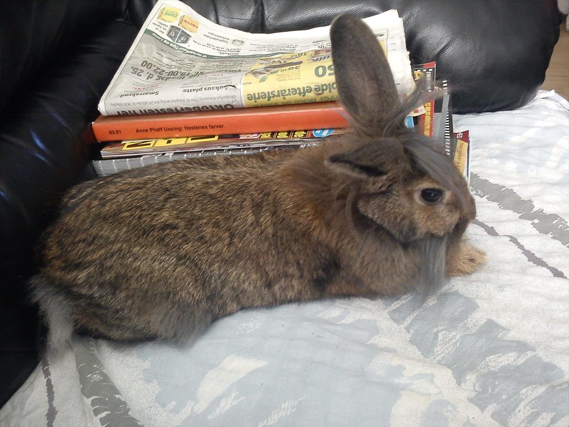 Kanin Ninus billede 14