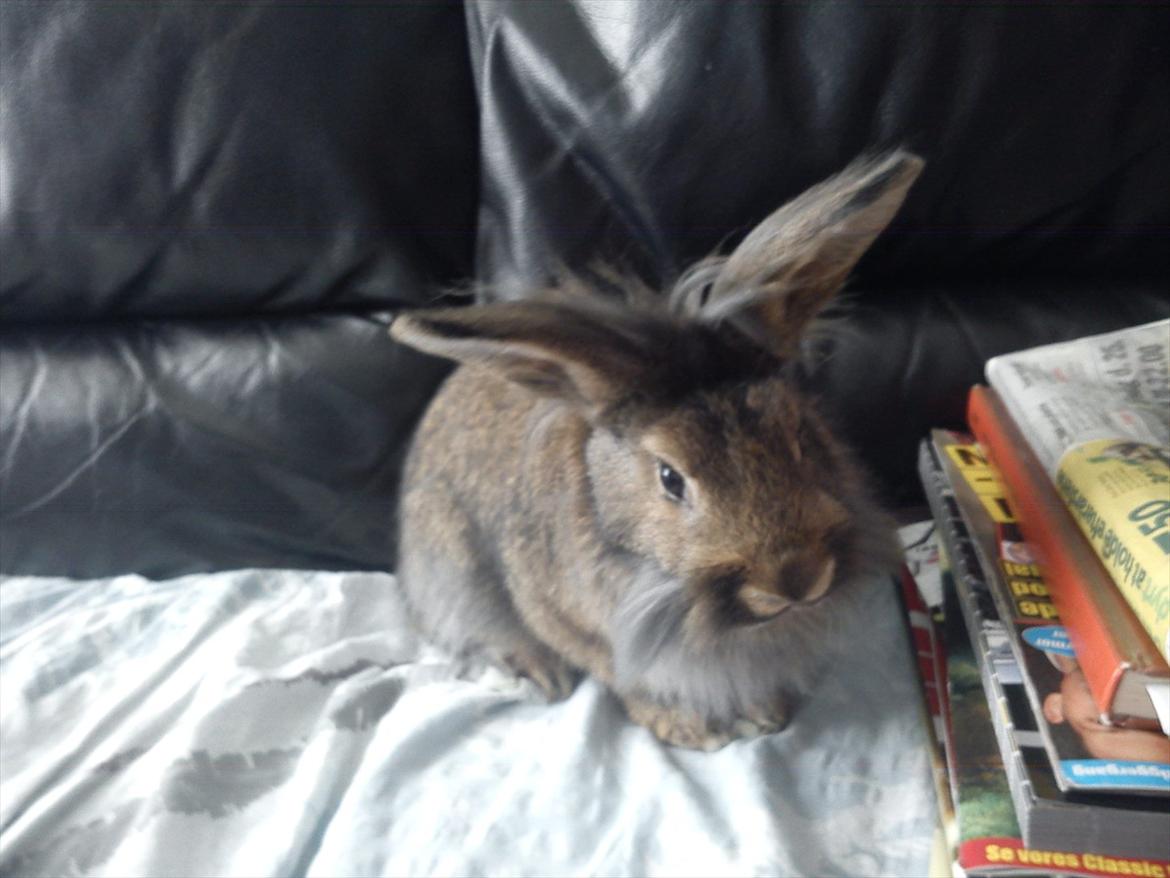 Kanin Ninus billede 15