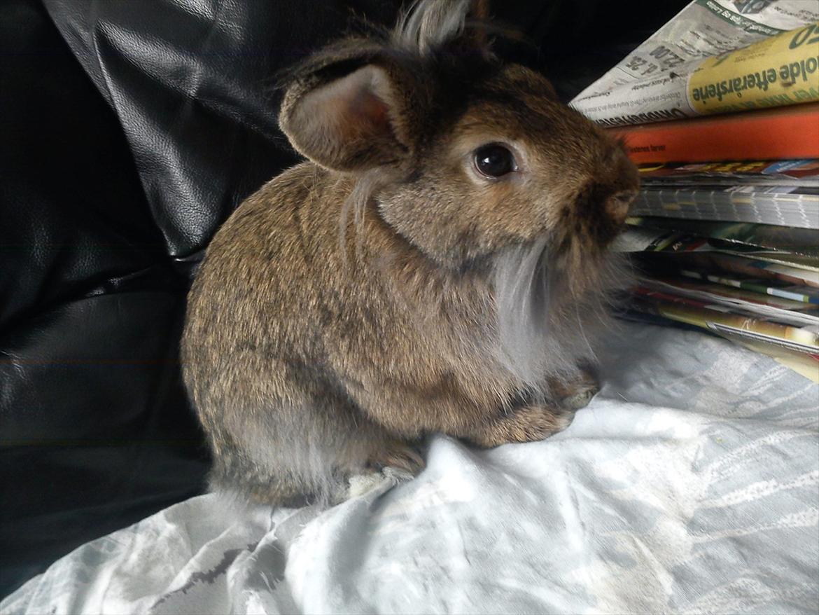 Kanin Ninus billede 16