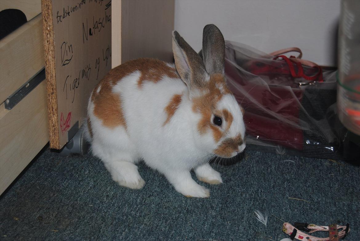 Kanin Hyggegården´s Ninus<3 (Stjernen) My little s billede 7