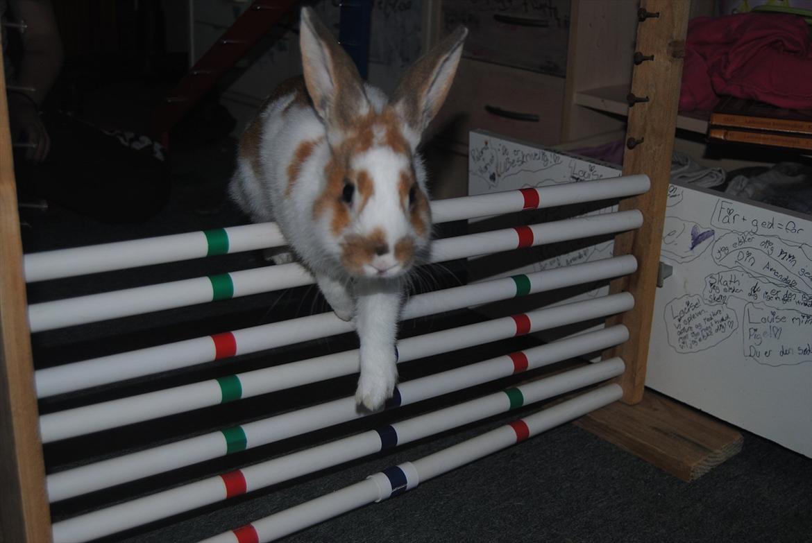 Kanin Hyggegården´s Ninus<3 (Stjernen) My little s billede 8