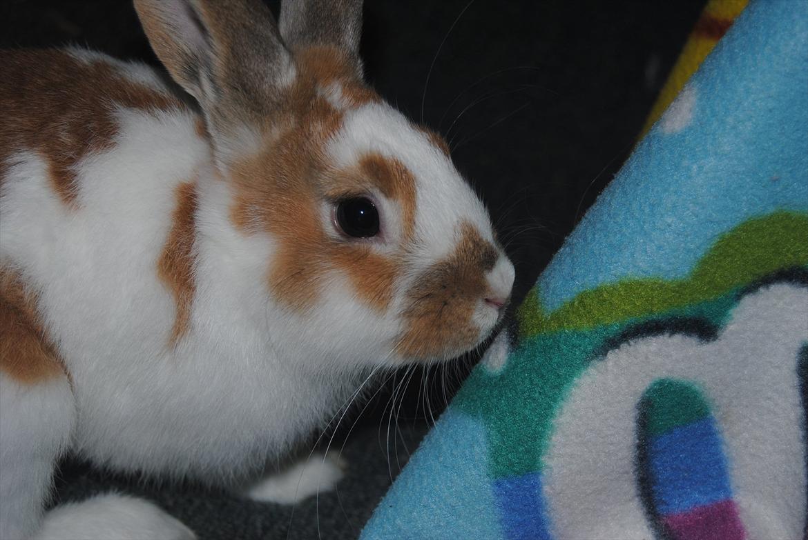 Kanin Hyggegården´s Ninus<3 (Stjernen) My little s billede 9