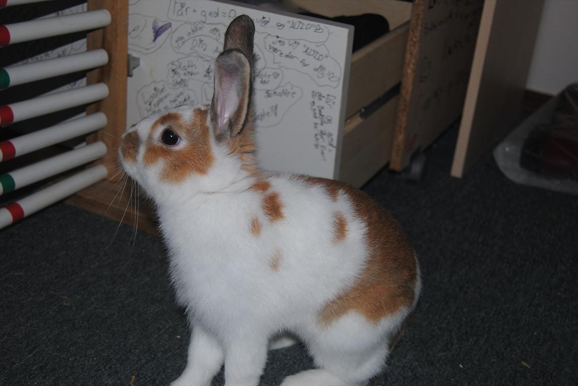 Kanin Hyggegården´s Ninus<3 (Stjernen) My little s billede 10