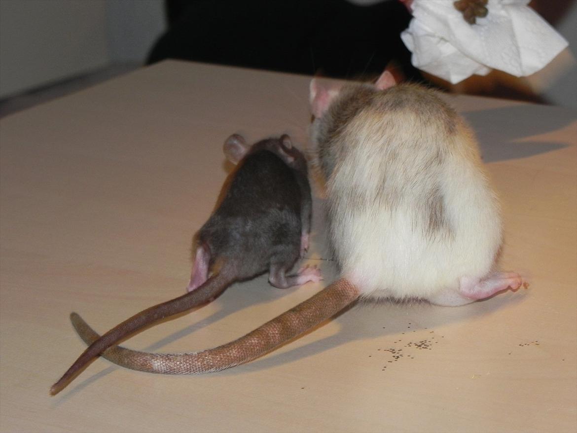 Tamrotte Daisy Af Tucker - Størrelsesforhold (;
Tucker -5 uger

(R.I.P ditte) billede 2