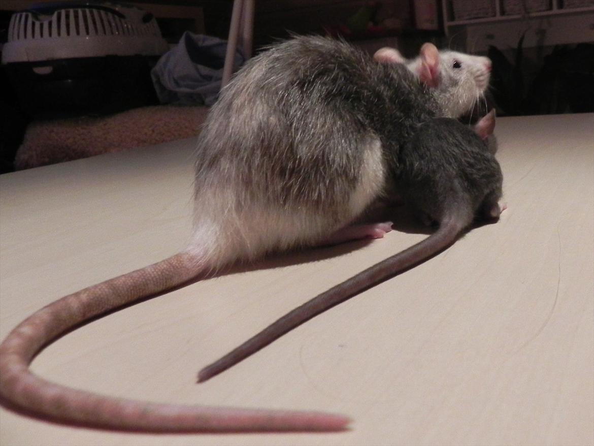 Tamrotte Daisy Af Tucker - Tucker + Dalia :)
Tucker -5 uger billede 4