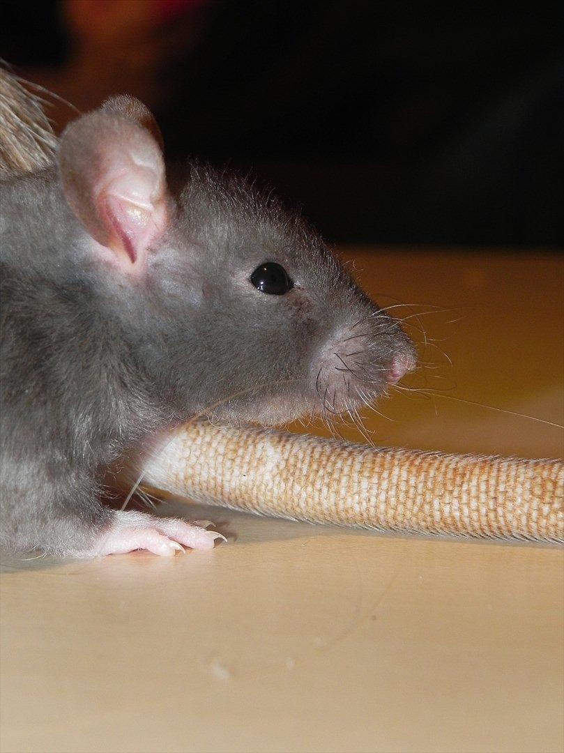 Tamrotte Daisy Af Tucker - Tucker -5 uger billede 6