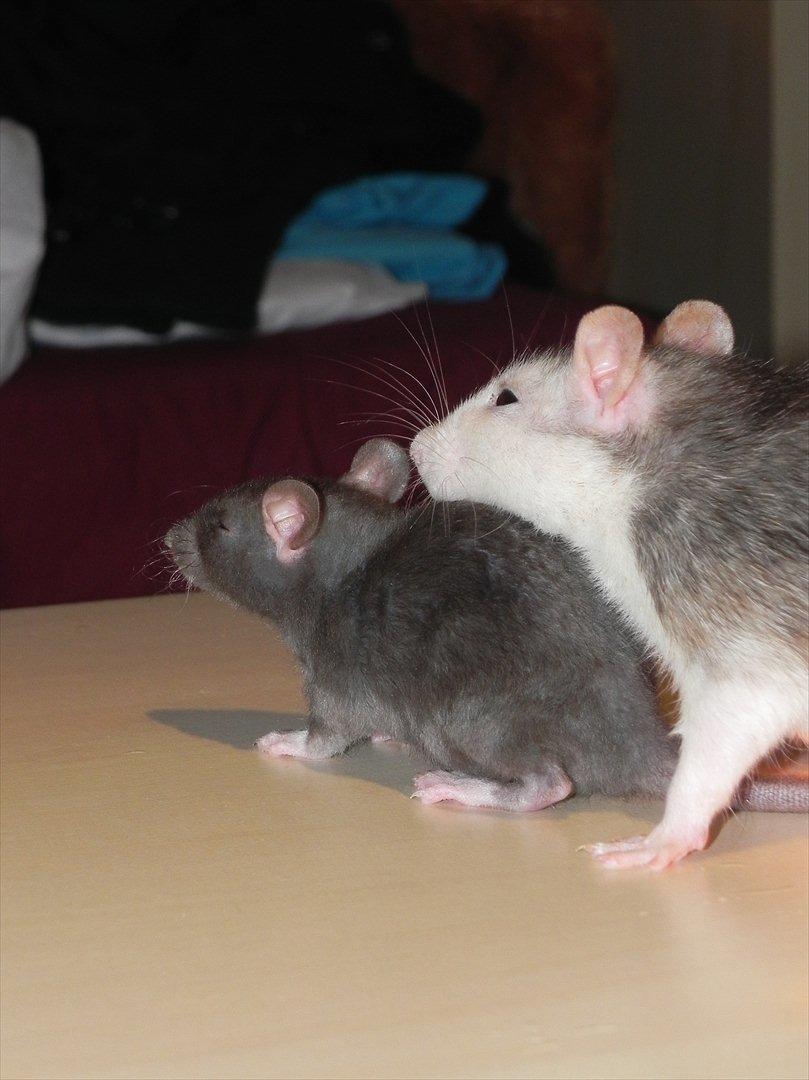 Tamrotte Daisy Af Tucker - Dalia + Tucker :)
Tucker -5 uger billede 7