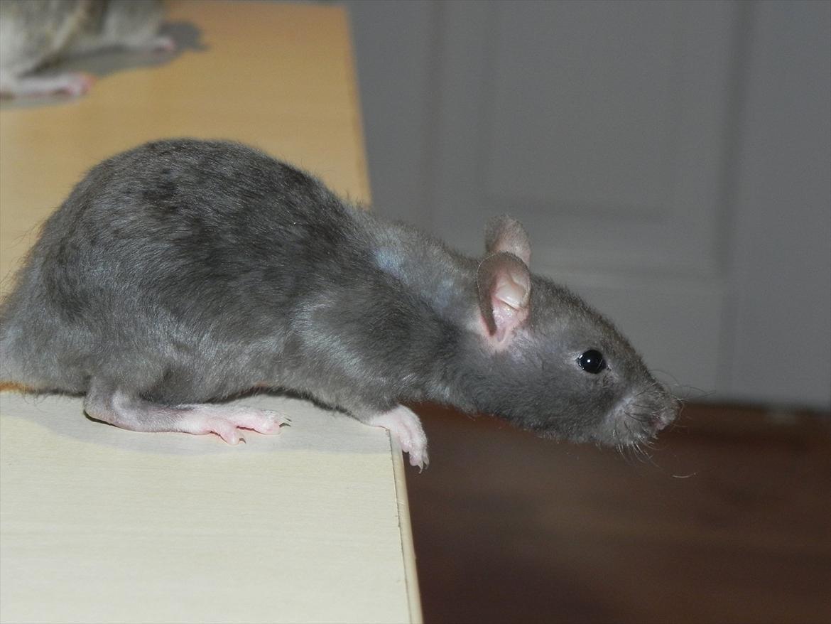 Tamrotte Daisy Af Tucker - Tucker -5 uger billede 9