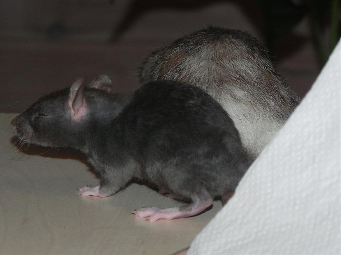 Tamrotte Daisy Af Tucker - Tucker -5 uger billede 11