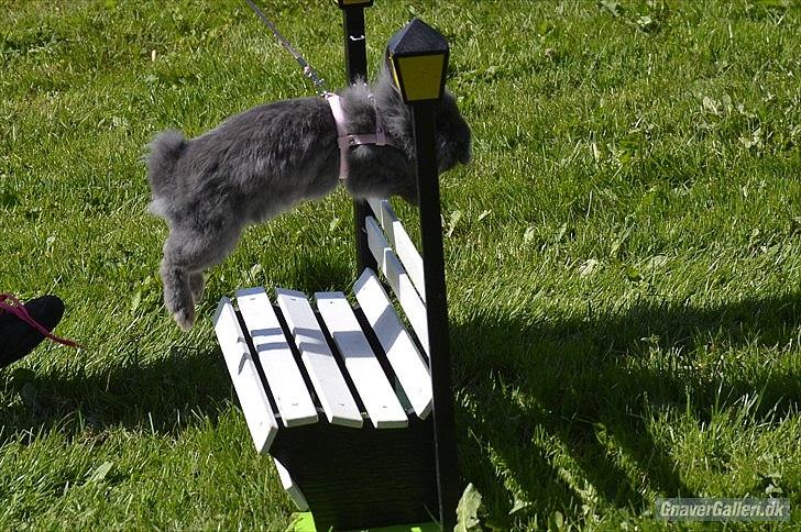 Kanin Fyldbinggaards Princess Tjess billede 13