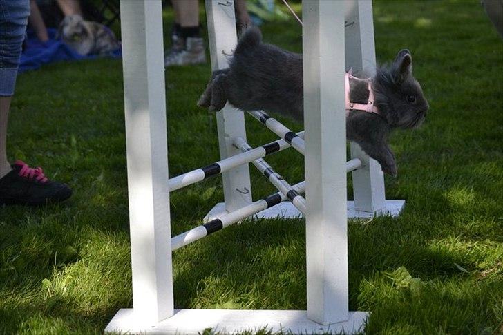 Kanin Fyldbinggaards Princess Tjess billede 14