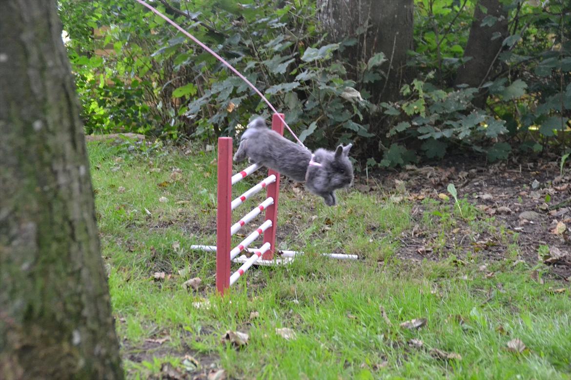 Kanin Fyldbinggaards Princess Tjess billede 15