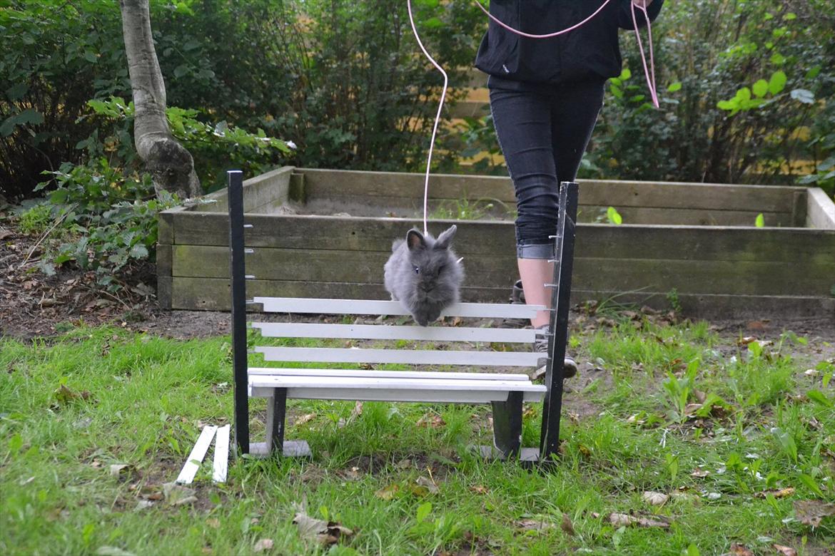 Kanin Fyldbinggaards Princess Tjess billede 16