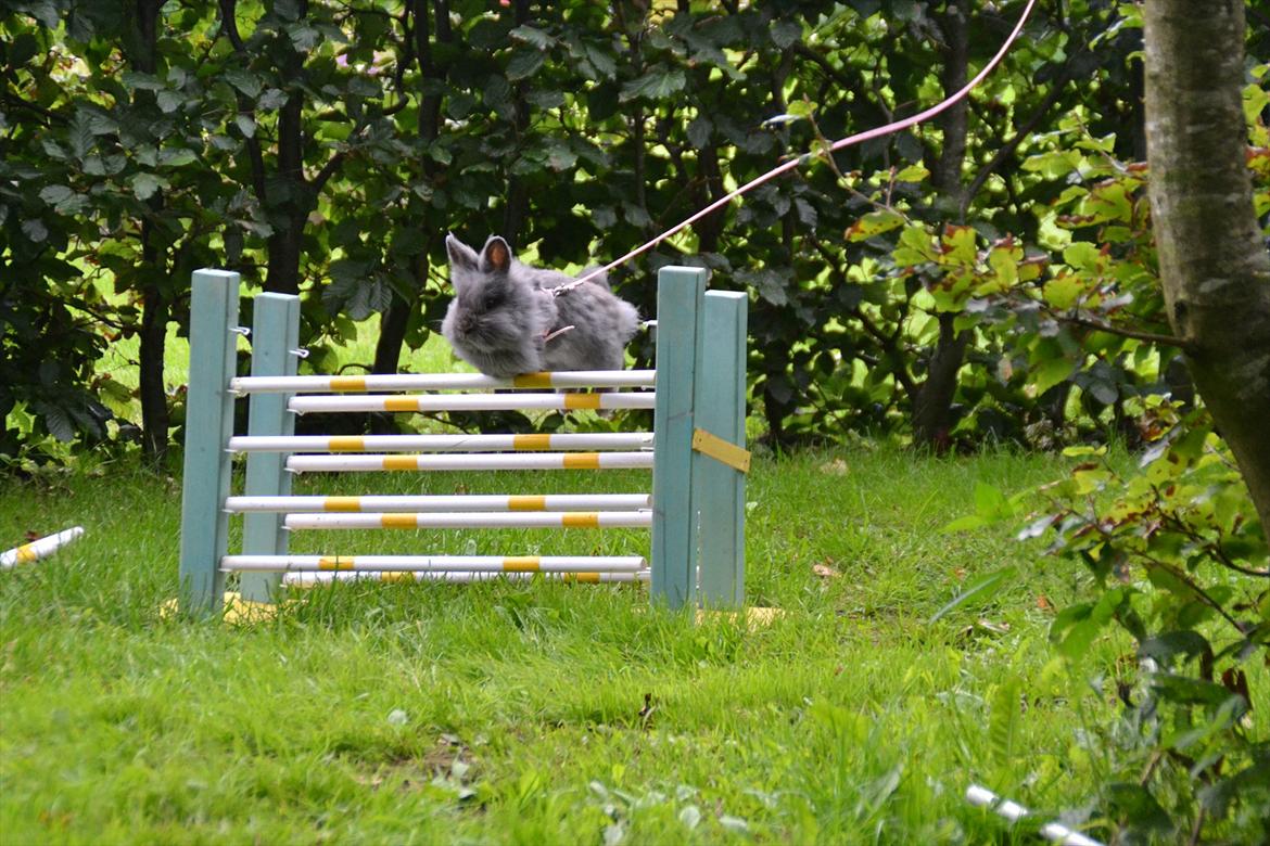 Kanin Fyldbinggaards Princess Tjess billede 8