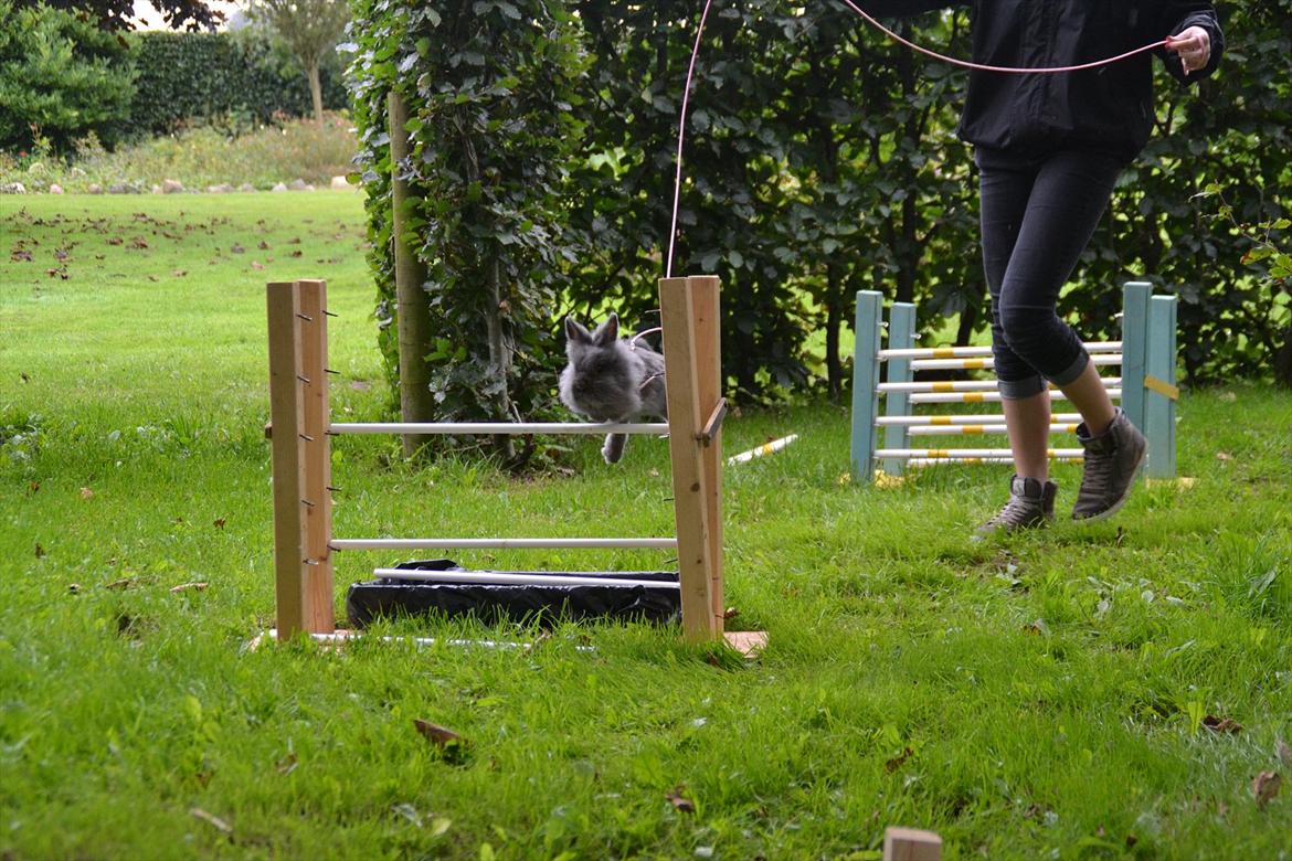 Kanin Fyldbinggaards Princess Tjess billede 17