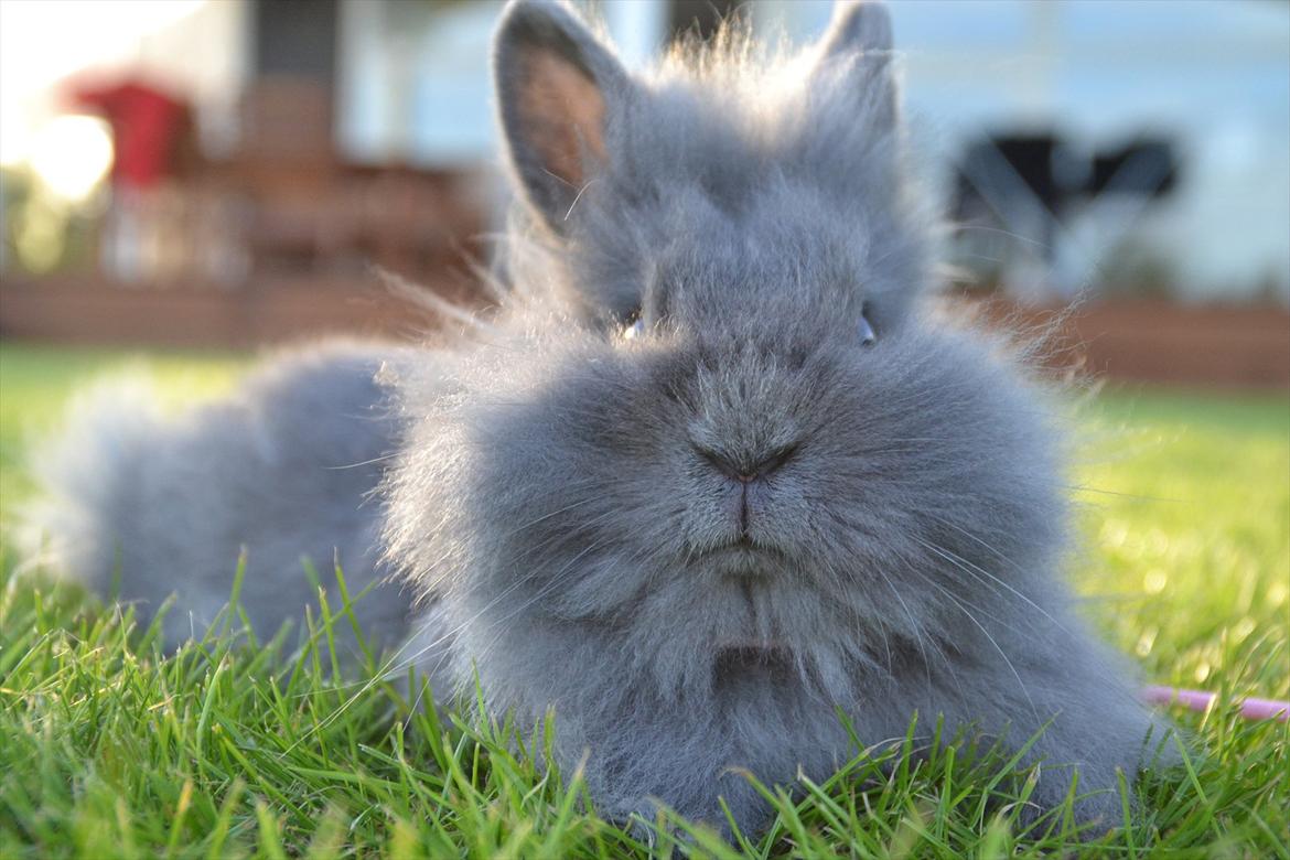 Kanin Fyldbinggaards Princess Tjess billede 1