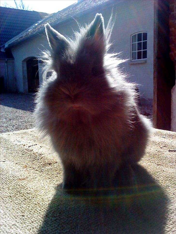 Kanin Fyldbinggaards Princess Tjess billede 2