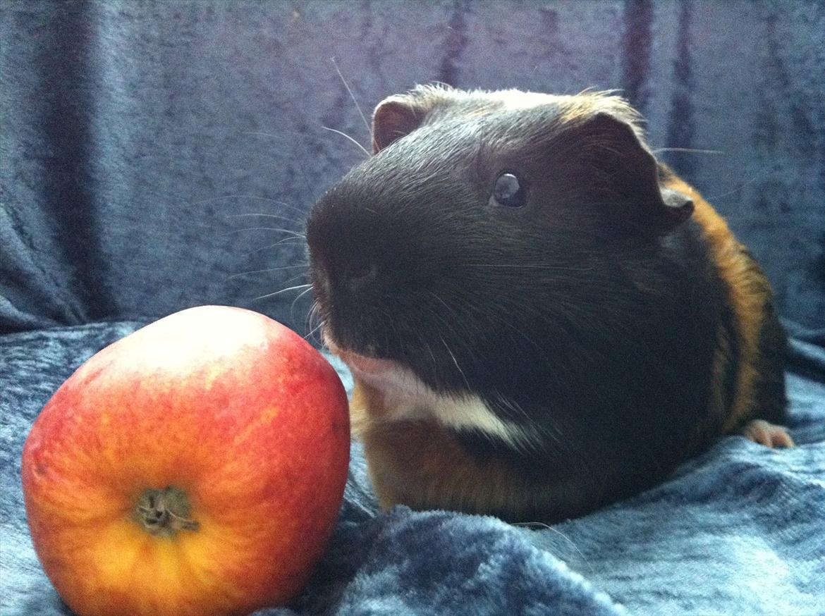 Marsvin | Woodstock billede 1