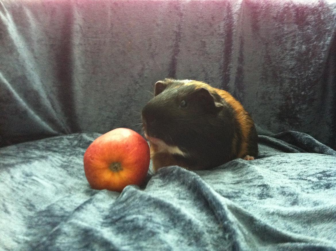 Marsvin | Woodstock billede 2