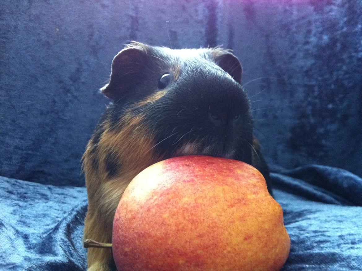 Marsvin | Woodstock billede 3