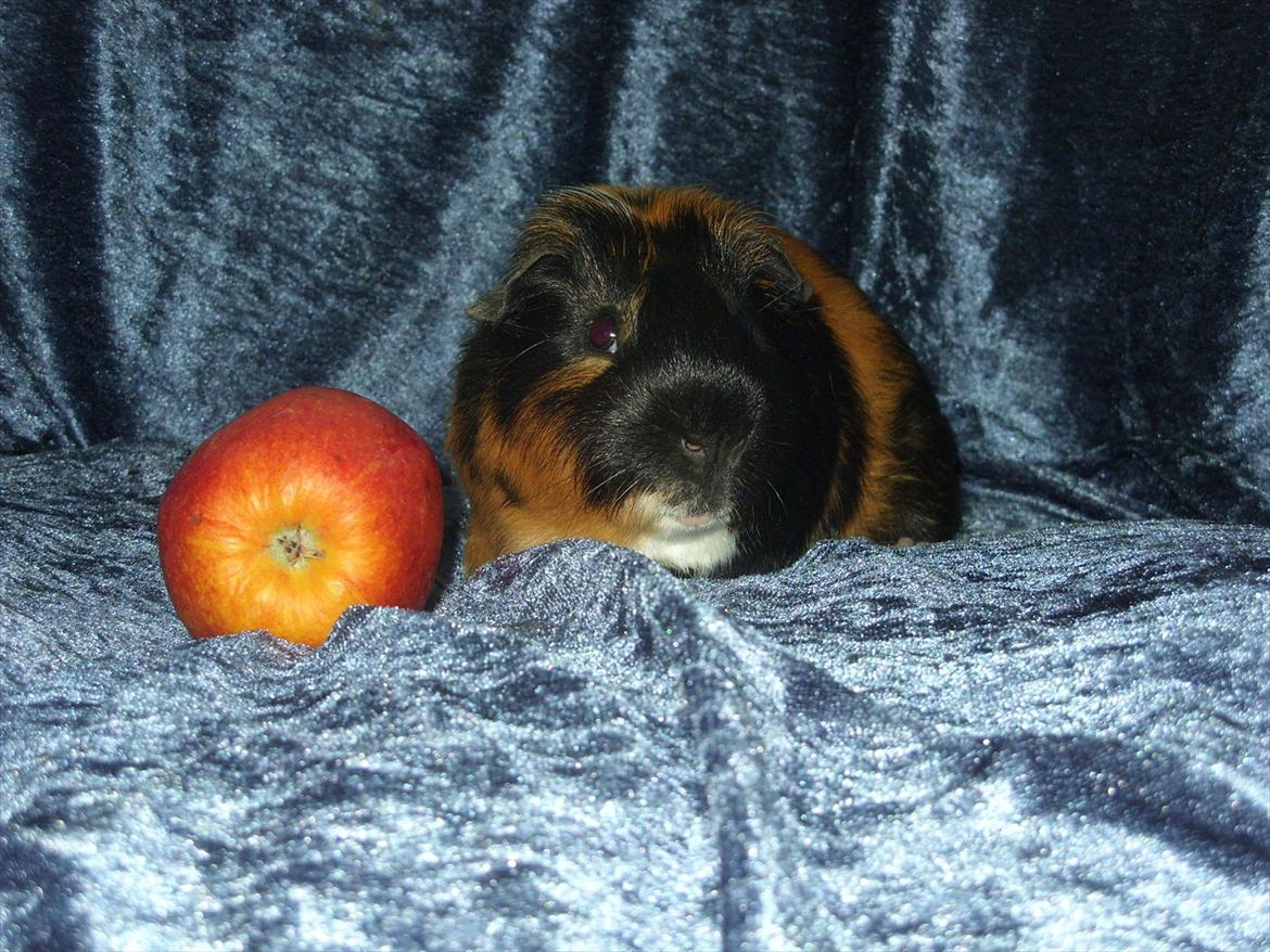 Marsvin | Woodstock billede 4