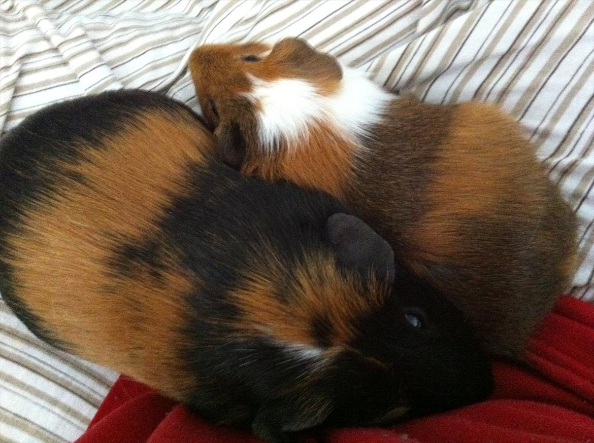 Marsvin | Woodstock billede 5