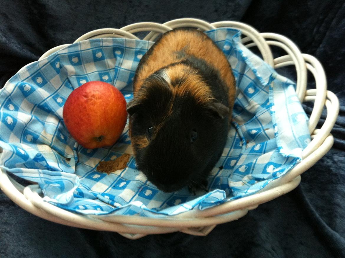 Marsvin | Woodstock billede 6