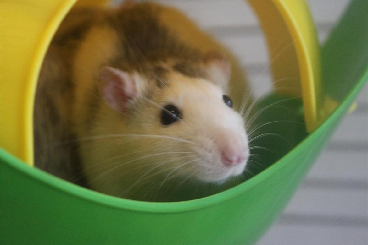 Tamrotte Syldvester billede 11