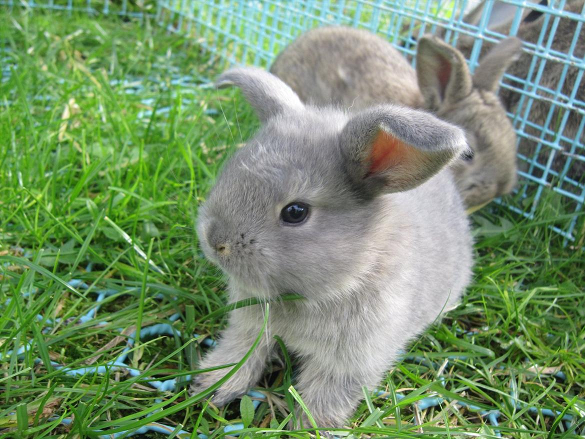 Kanin | Nanze's Puerto de la Cruz  billede 3