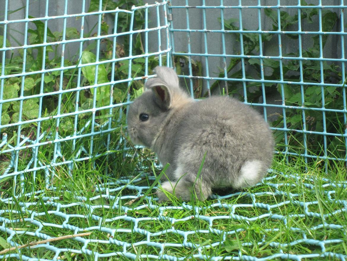 Kanin | Nanze's Puerto de la Cruz  billede 4