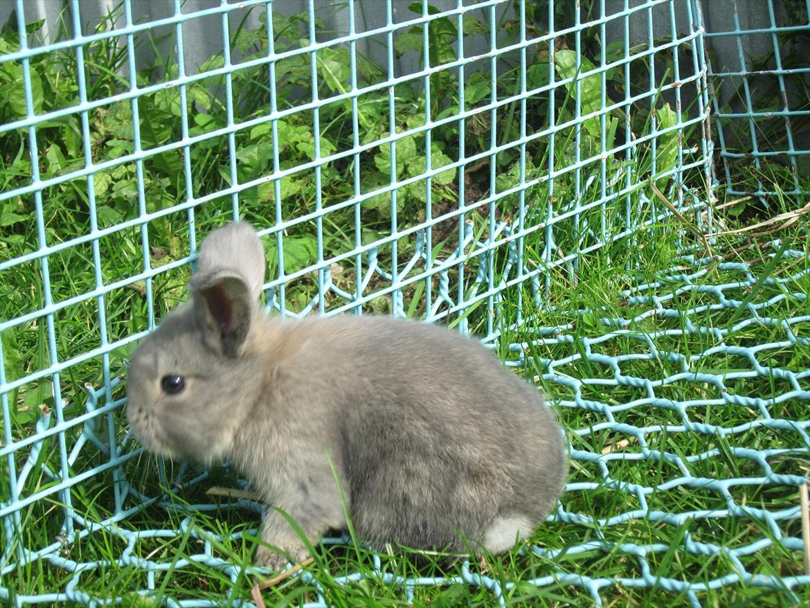 Kanin | Nanze's Puerto de la Cruz  billede 5