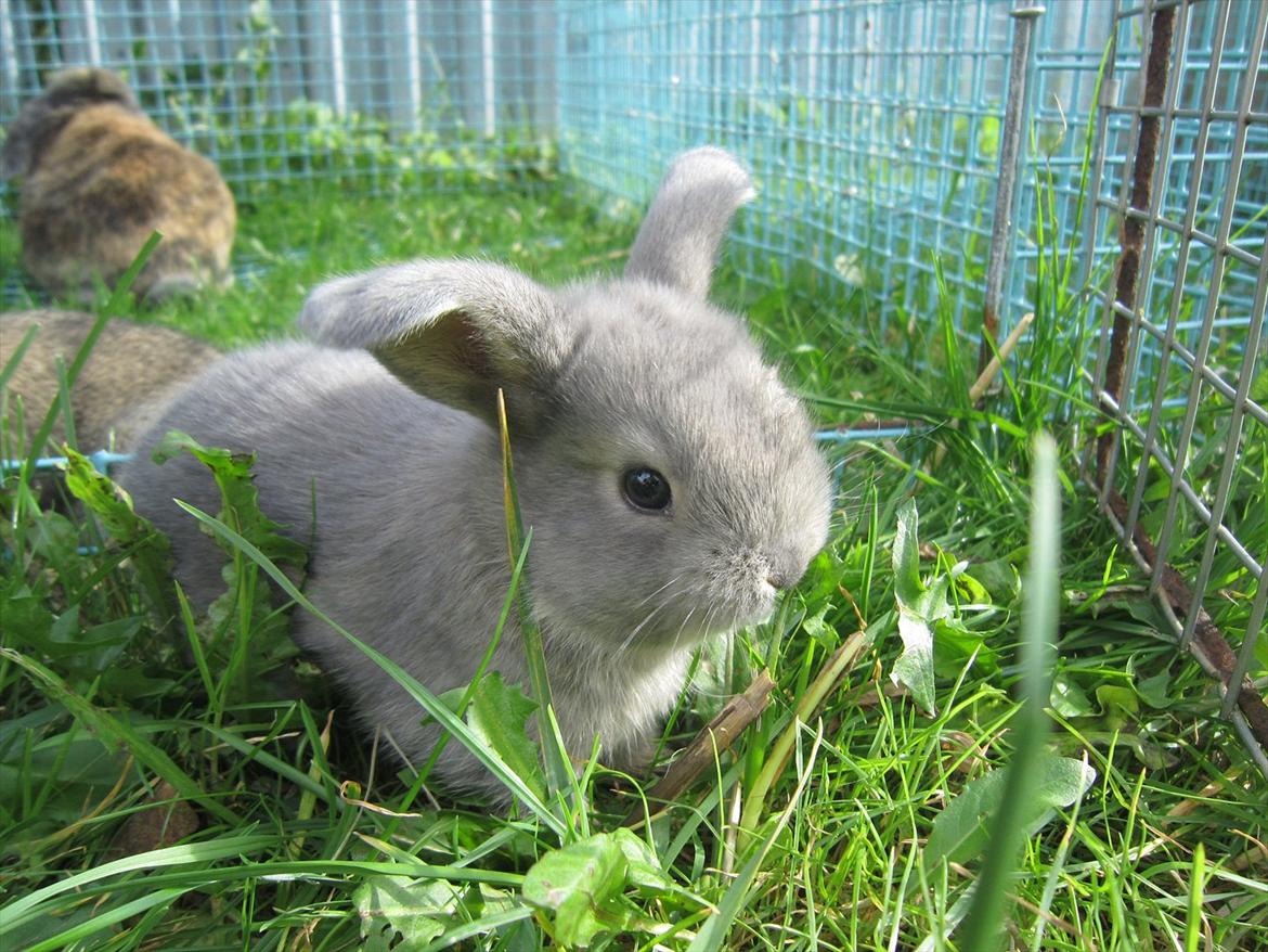 Kanin | Nanze's Puerto de la Cruz  billede 6