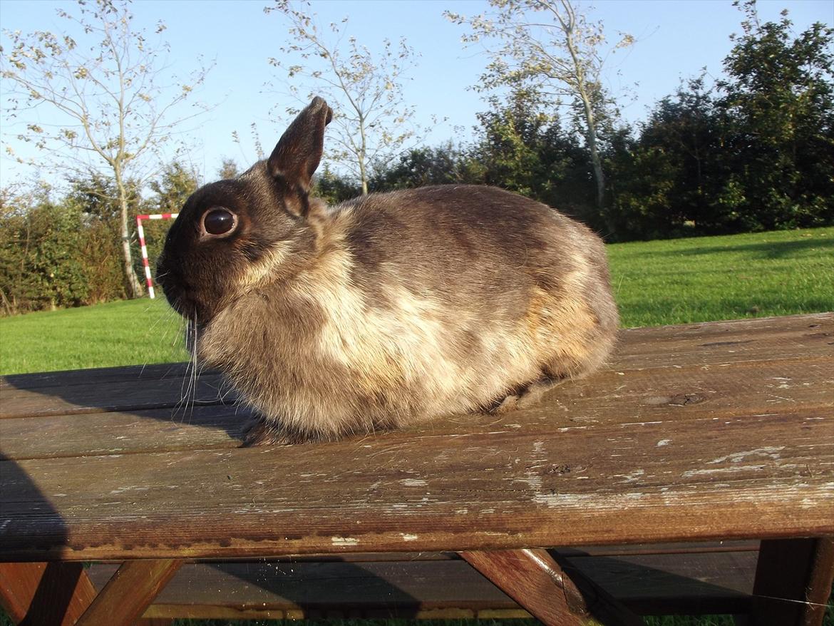 Kanin Mille <3 (Solgt) billede 6