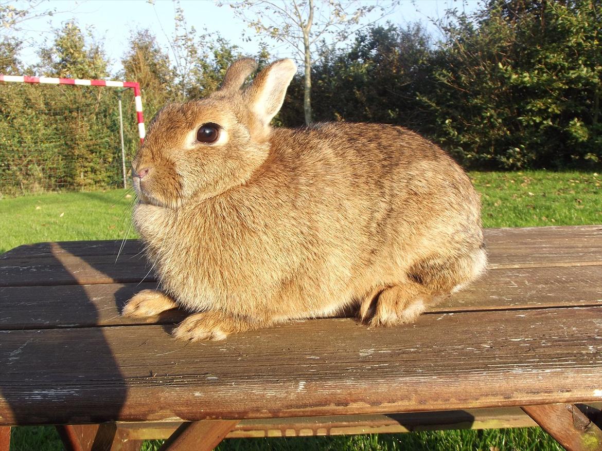 Kanin Diamond <3 (Solgt) billede 4