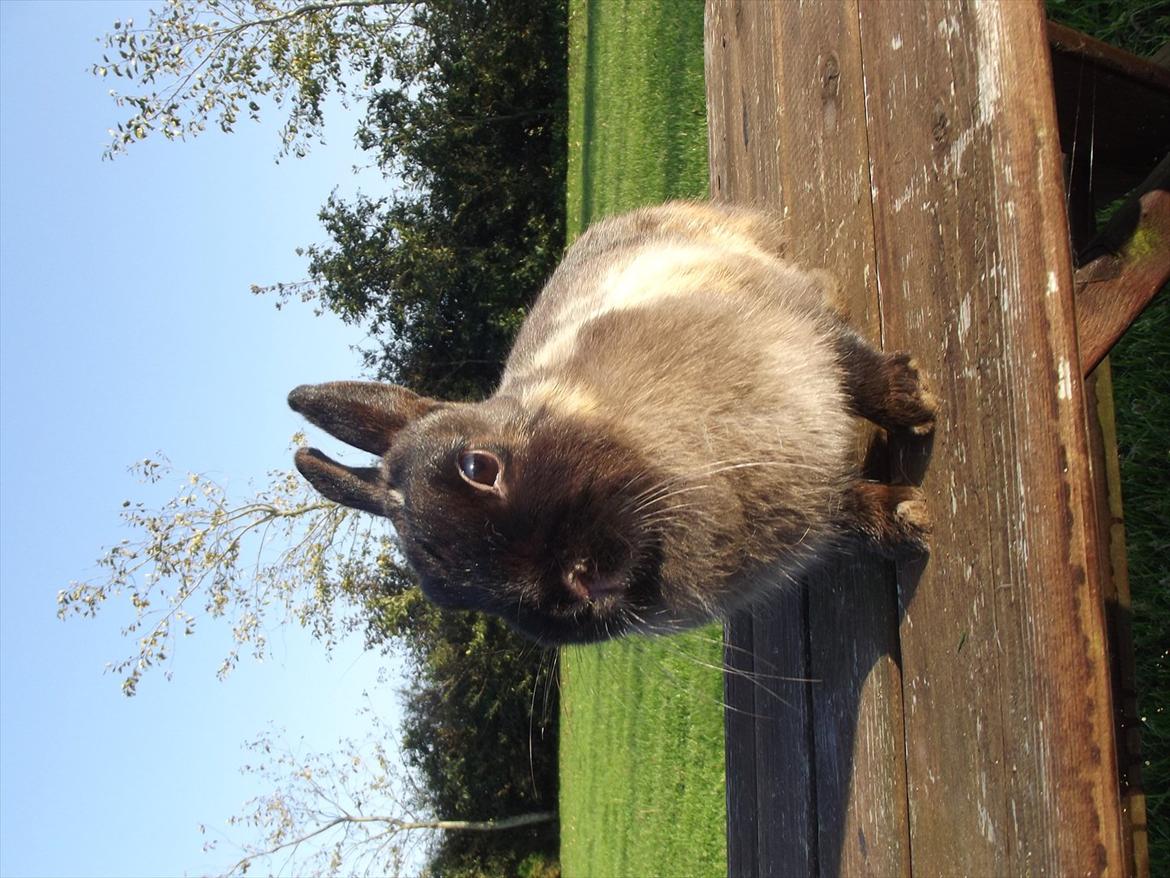 Kanin Mille <3 (Solgt) billede 7