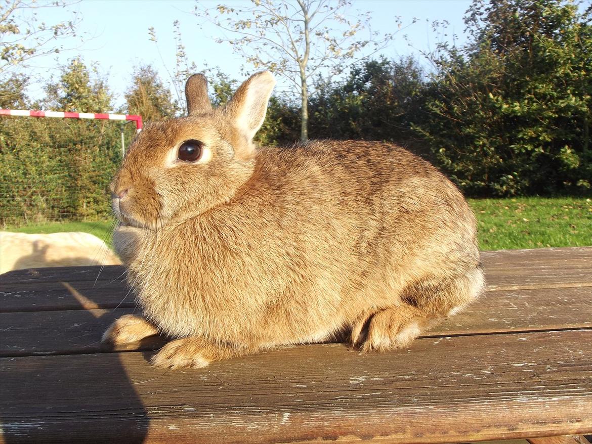 Kanin Diamond <3 (Solgt) billede 5