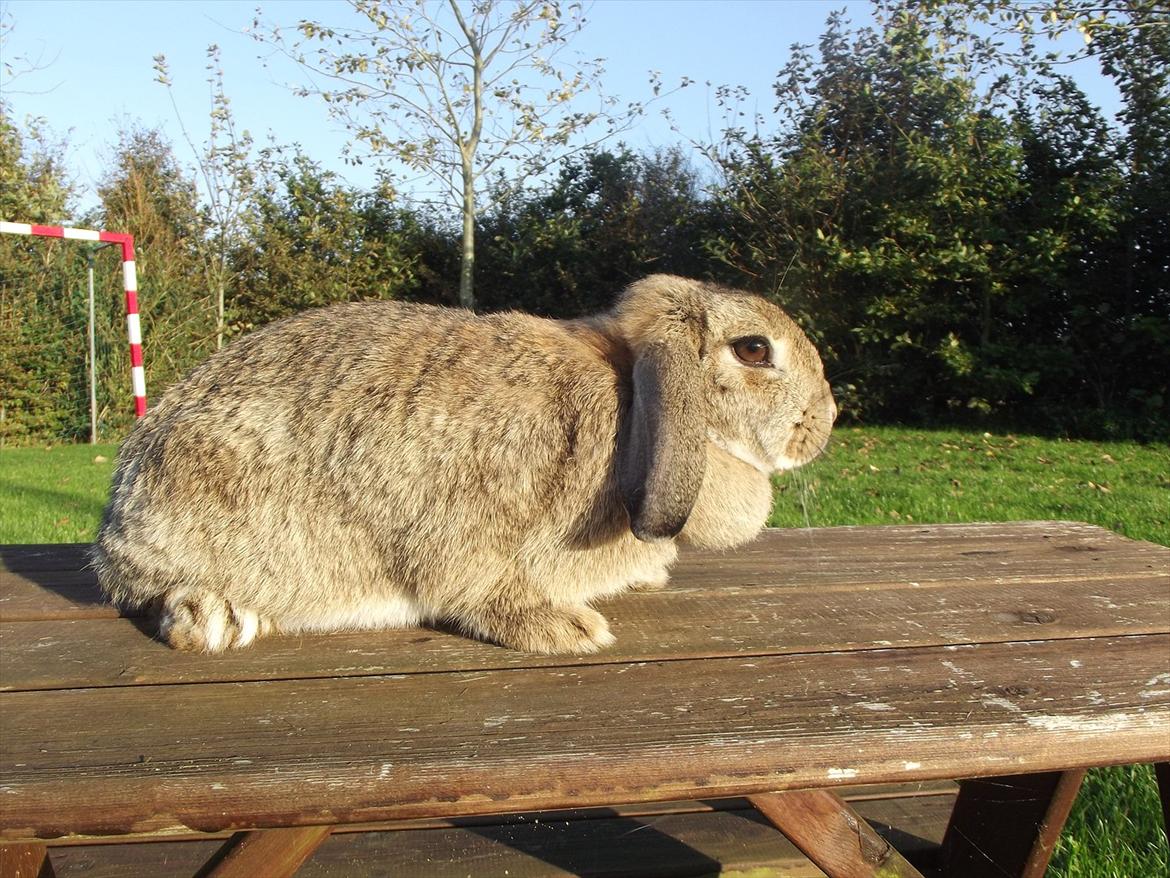 Kanin Mimis <3  (Solgt) billede 14