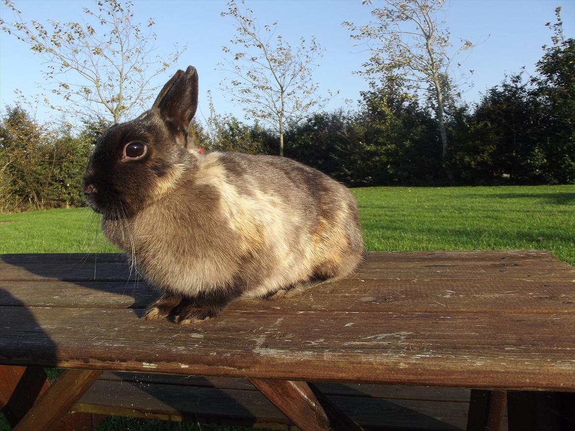 Kanin Mille <3 (Solgt) billede 8