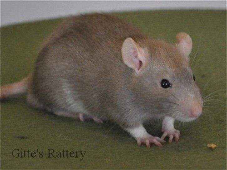 Tamrotte Trampe Trold RIP - 6,5 uger gammel. billede 9