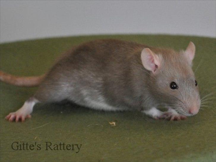 Tamrotte Trampe Trold RIP - 6,5 uger gammel. billede 10