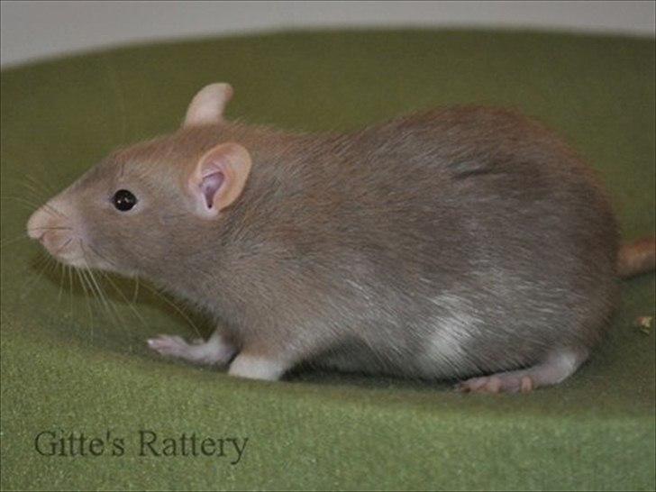 Tamrotte Trampe Trold RIP - 6,5 uger gammel. billede 11