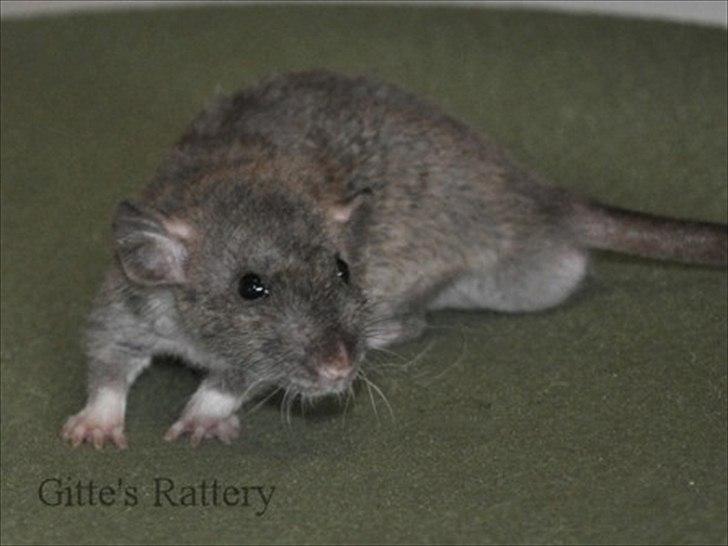 Tamrotte Cooper RIP - 6 uger gammel. billede 12