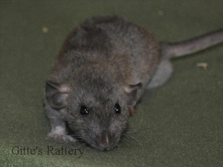 Tamrotte Cooper RIP - 6 uger gammel billede 13