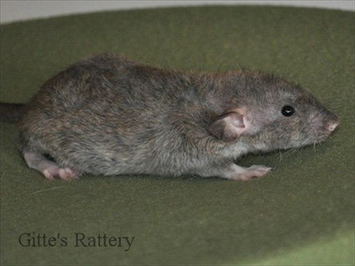 Tamrotte Cooper RIP - 6 uger gammel. billede 14