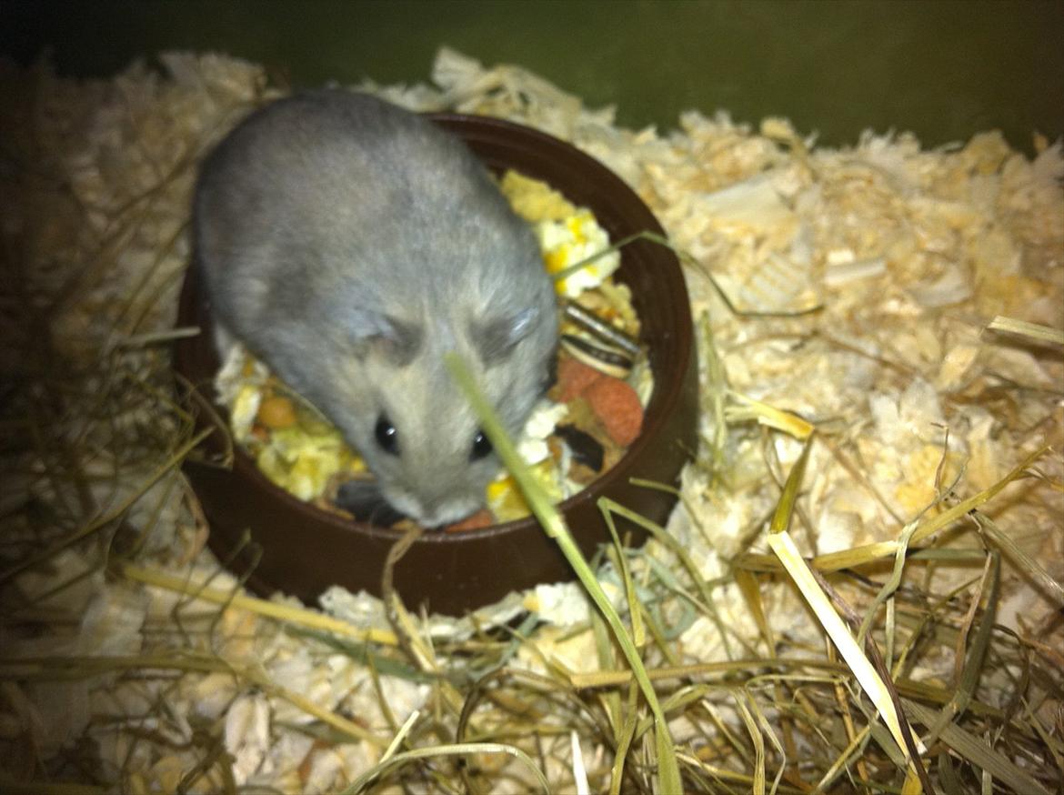 Dværghamster Victor - Her har vi lille Victor. 1. dag i hans nye hjem :) billede 1