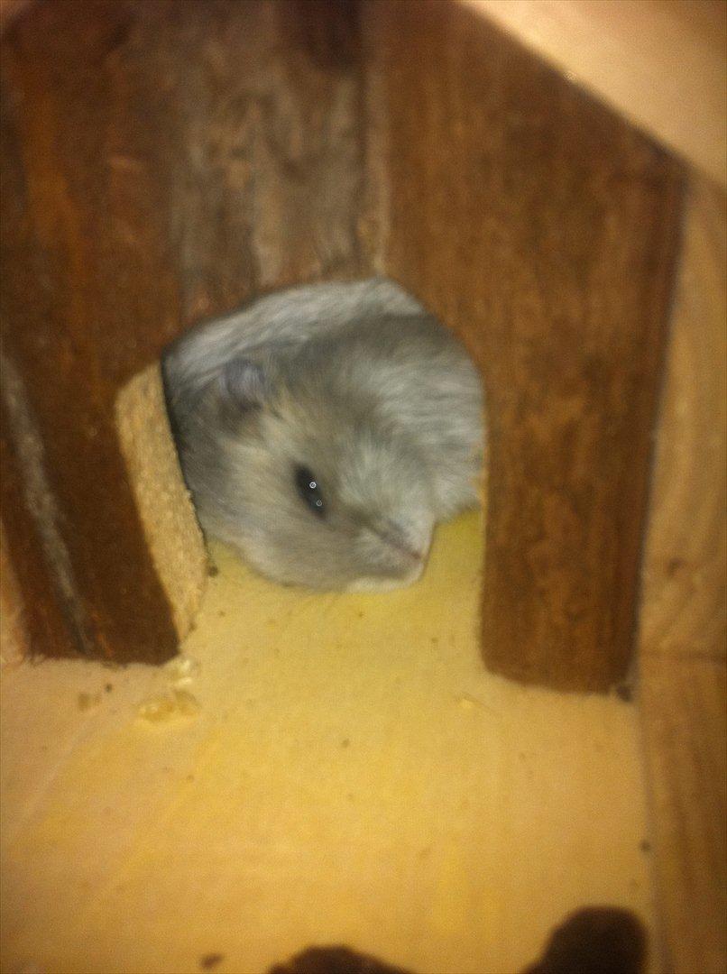 Dværghamster Victor - min lille løve-unge, der ligger og daser...  billede 2