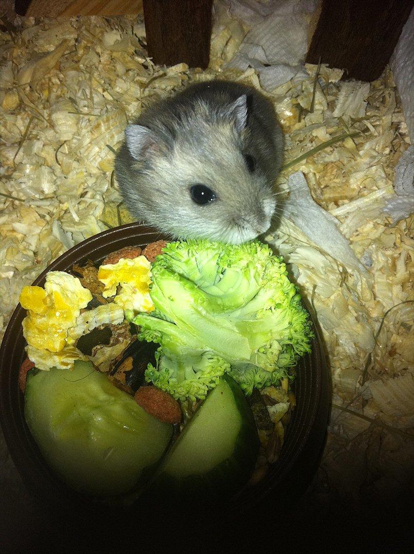 Dværghamster Victor - Er han ikke bare for dejlig??  billede 3