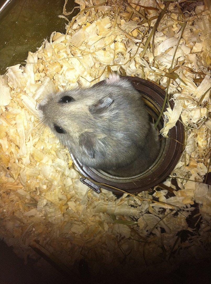 Dværghamster Victor - Han er en værre spilop. Han fræser igennem det rør! billede 4